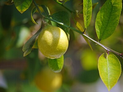 Sour drop of water citrus fruits
