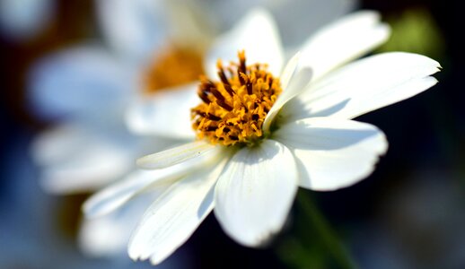 White flower blossom