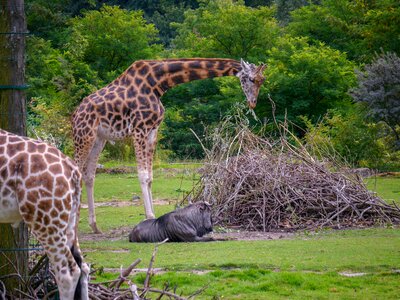 Nature africa animal photo