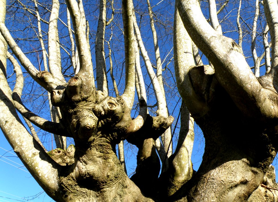 Narly, Man .. Tree, Actually