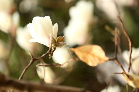 Magnolia flower white flower photo