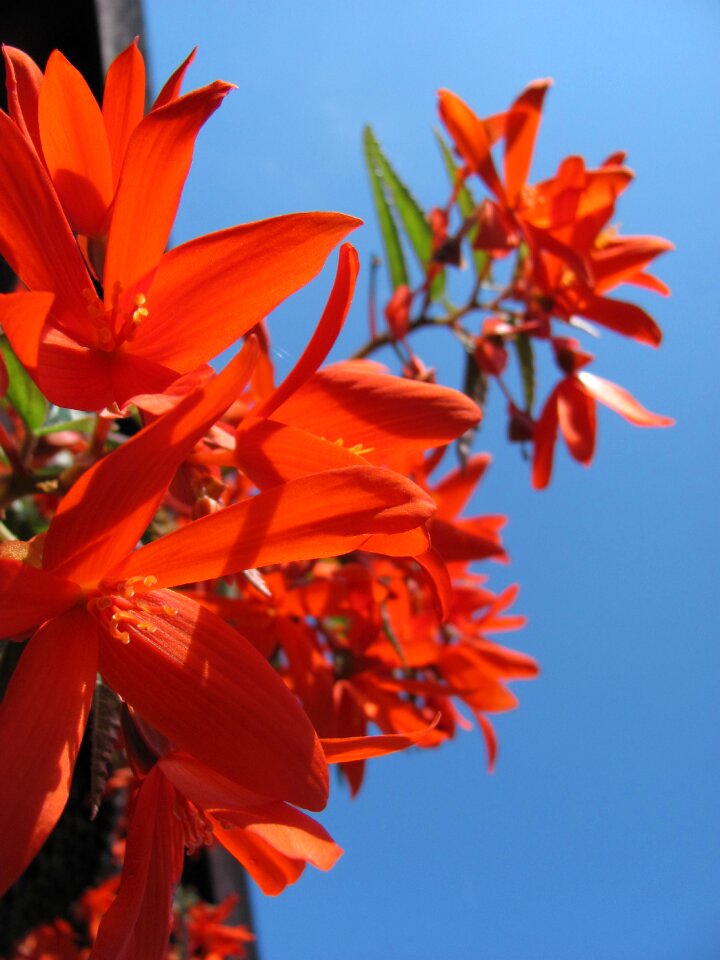 Ornamental plant bright flowers