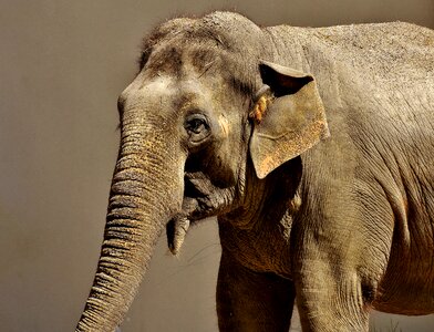 Animal portrait africa grauhaeuter