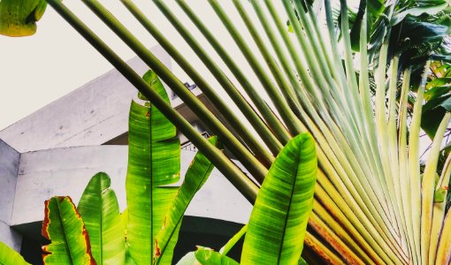 Concrete and Vegetation