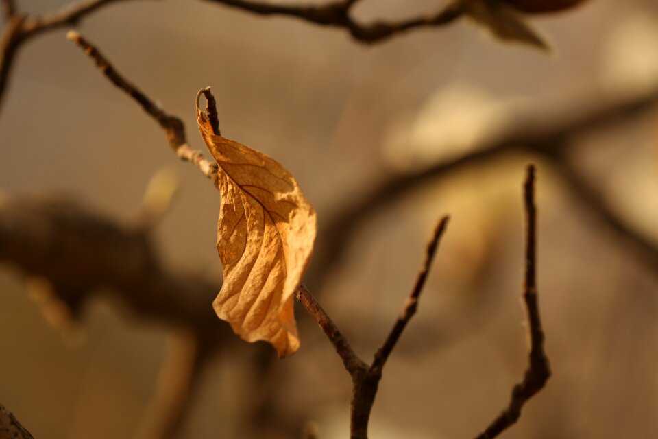 The leaves shriveled nostalgia