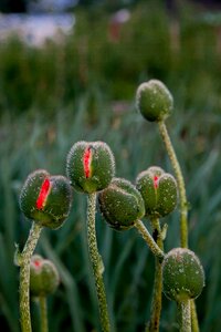 Nature beautiful plant
