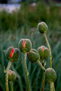 Nature beautiful plant photo