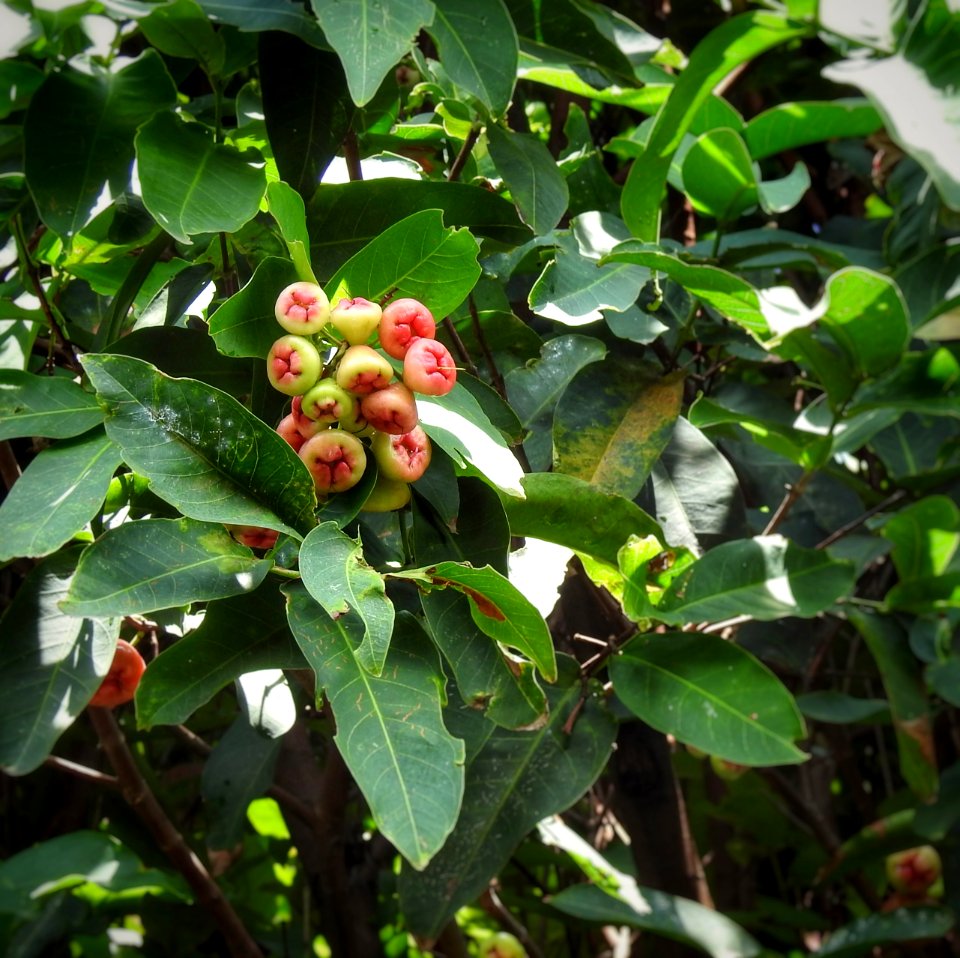 Jambo Fruit Way Up There