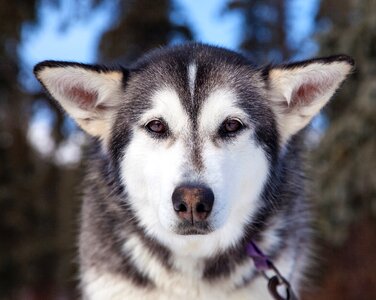 Portrait sled dog looking photo