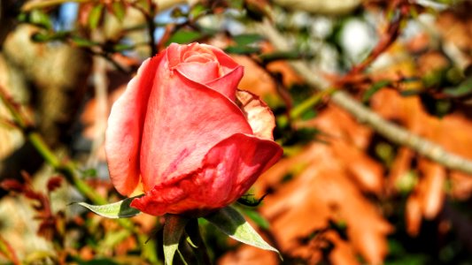 Faded Rose