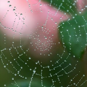 Network drops symmetry