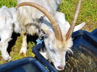 Goatee goat's head goat buck photo