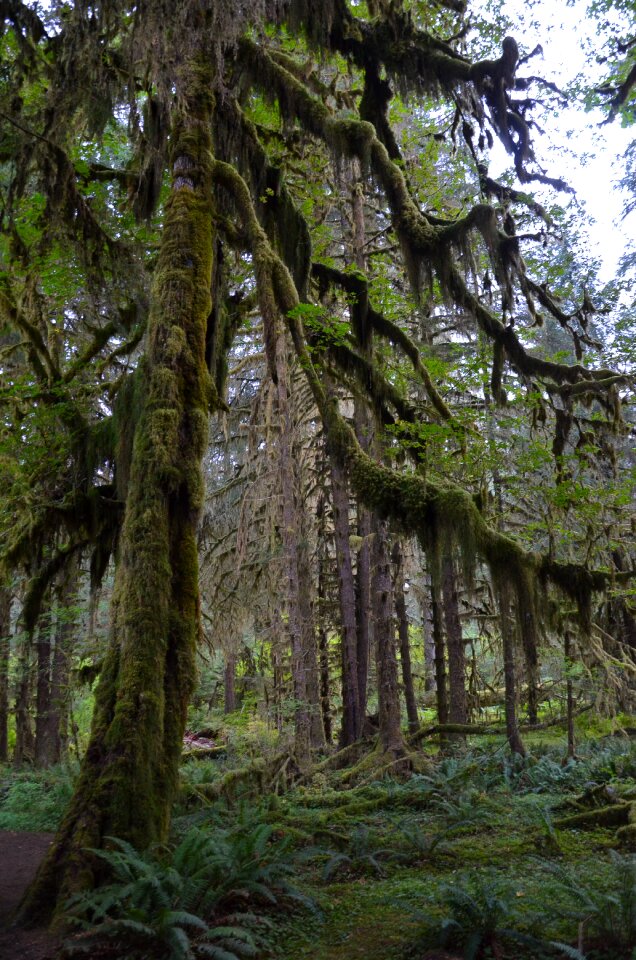 Olympic national park washington hoh rainforest