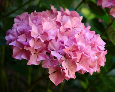 Plant garden pink petals