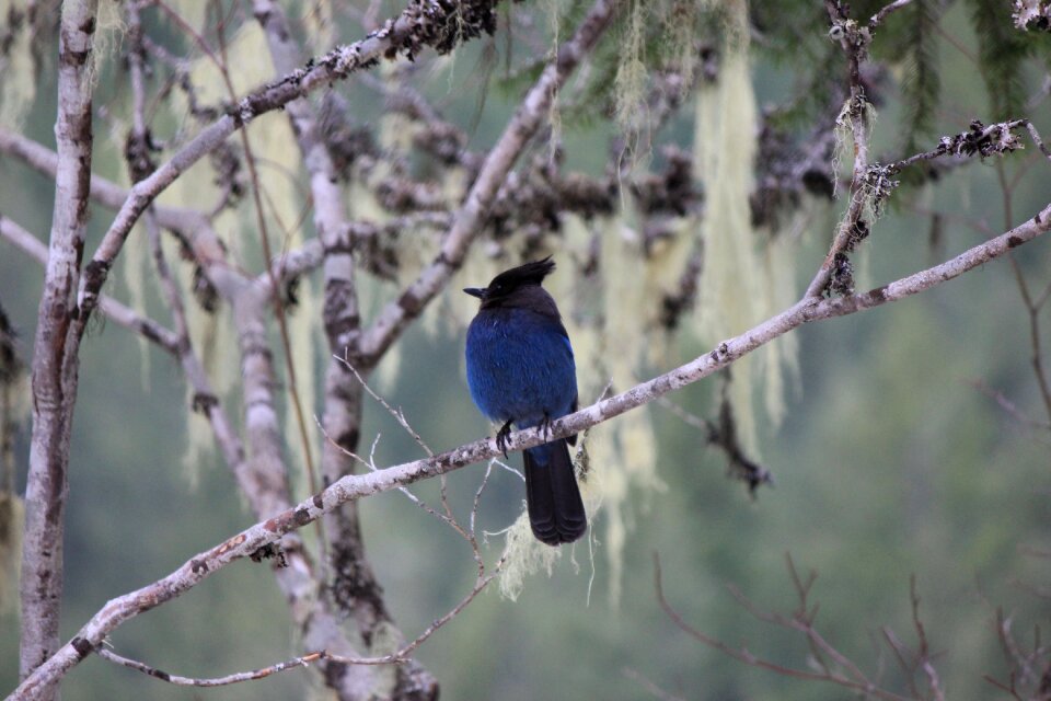 Nature wildlife wild