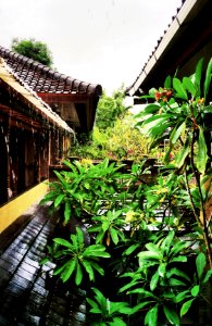 Tropical Shower