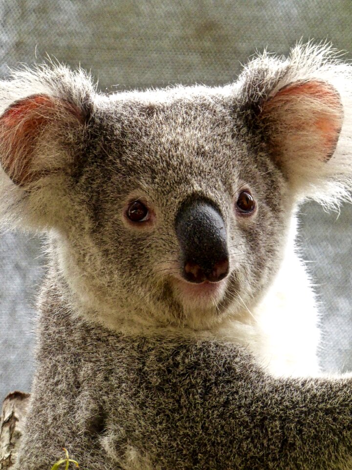Cute marsupial wildlife