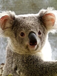 Cute marsupial wildlife photo