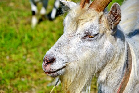 Goatee goat's head goat buck photo