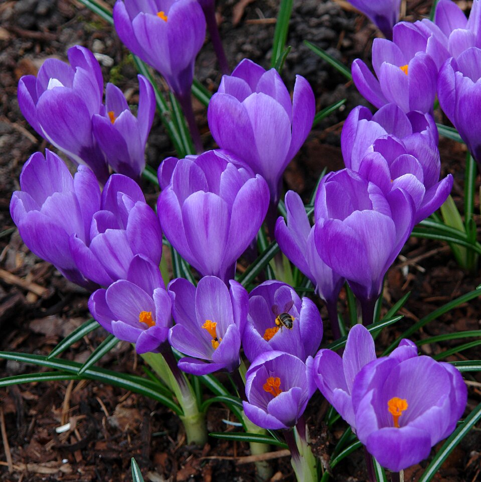 Purple color petal