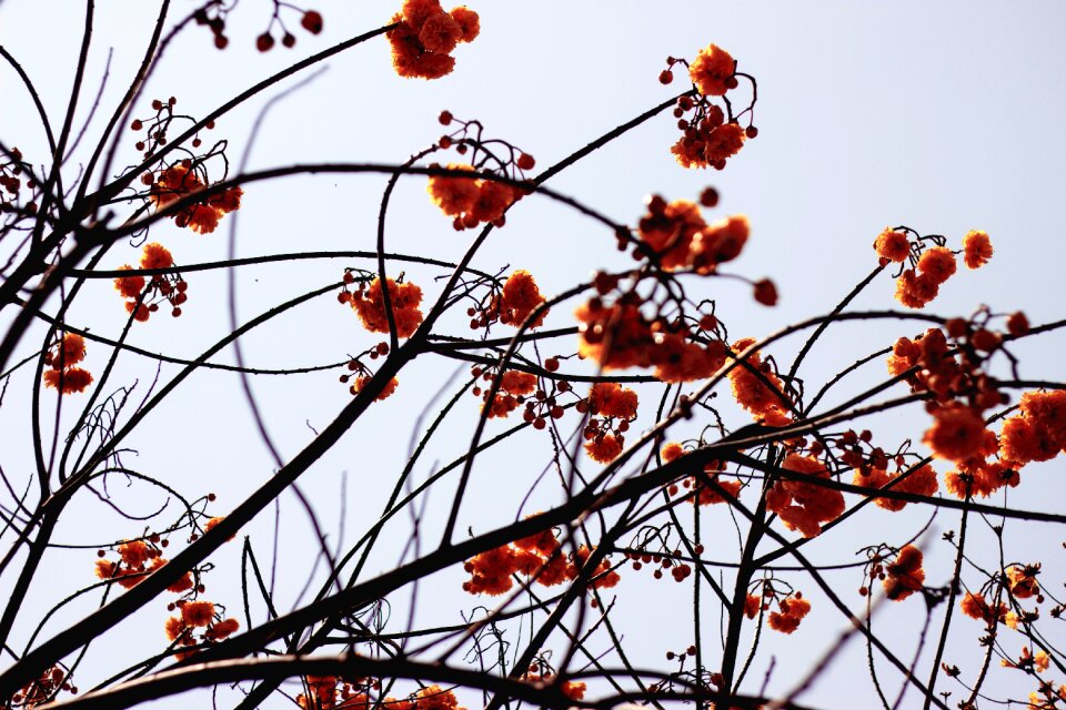 Spring flowers florist spring