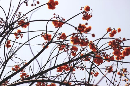 Spring flowers florist spring