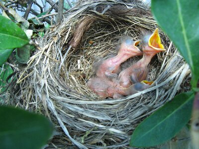 Bird nest risers photo