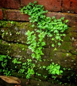 Textures of a Wall photo