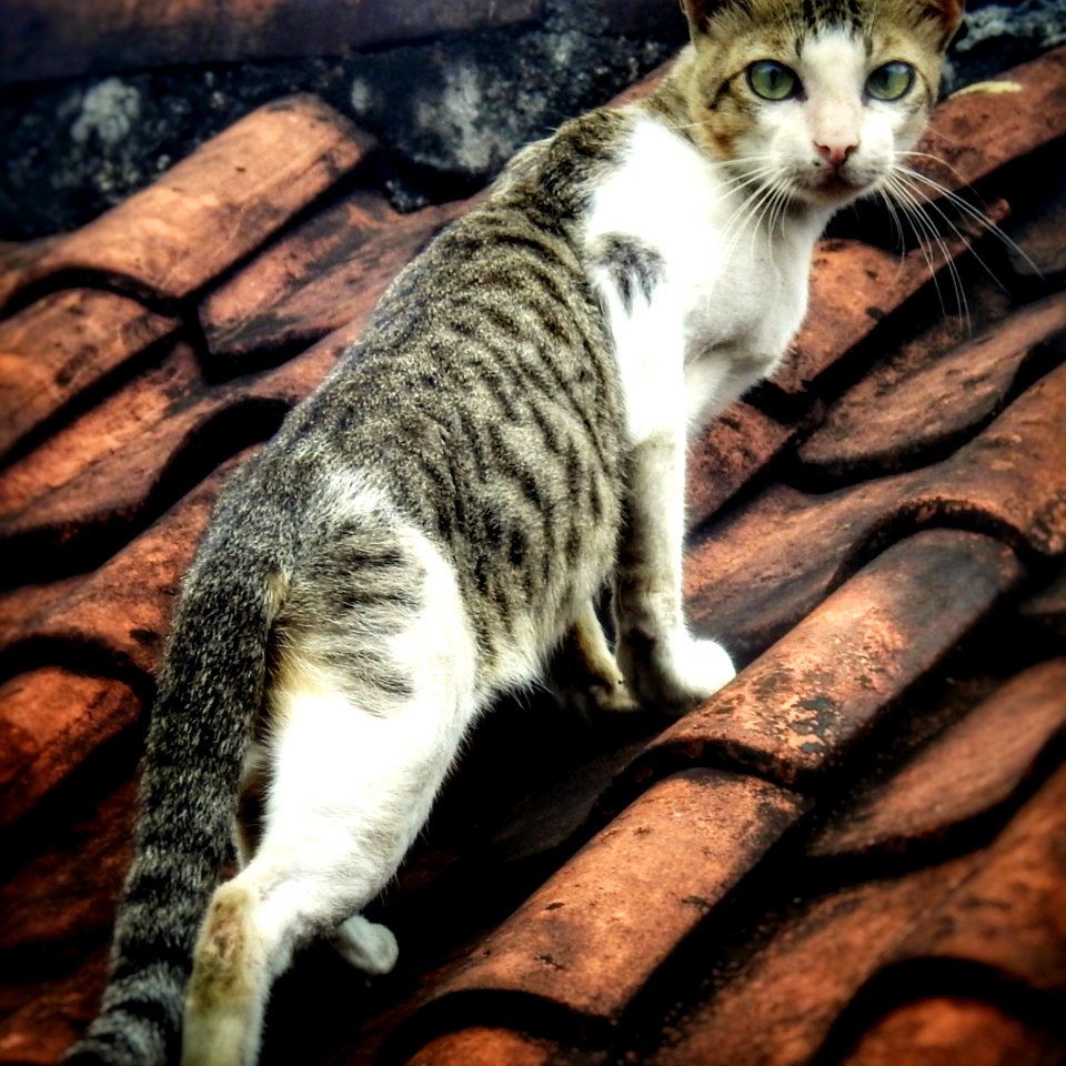In Bali the people are friendly; the cats are not.