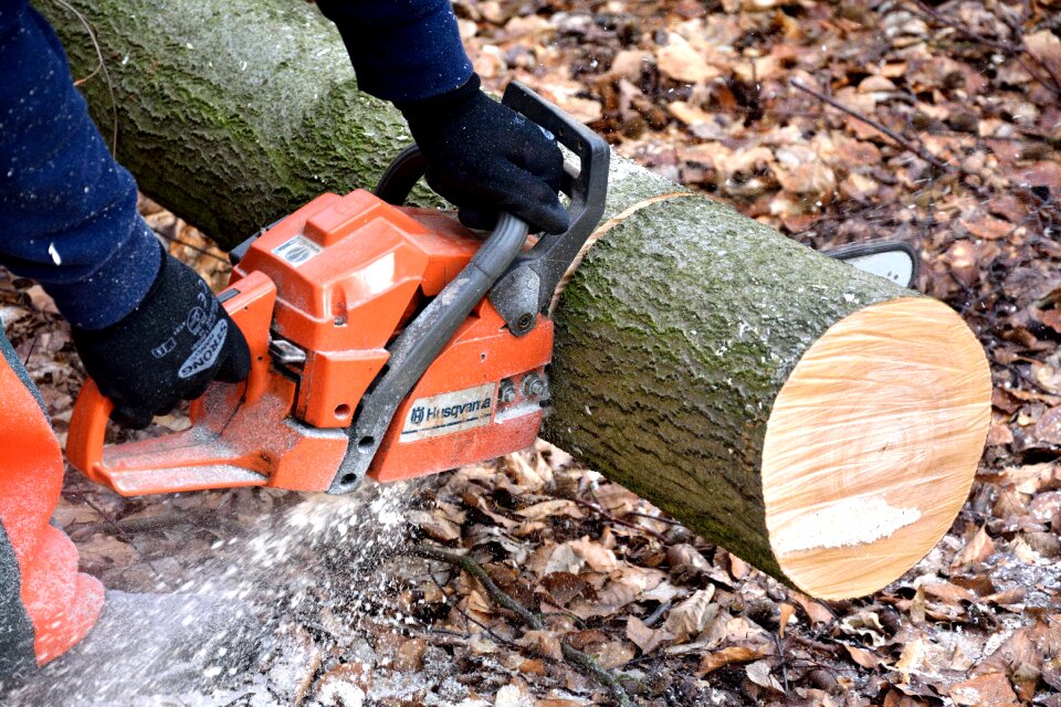 Woodworks tree trunks lumber
