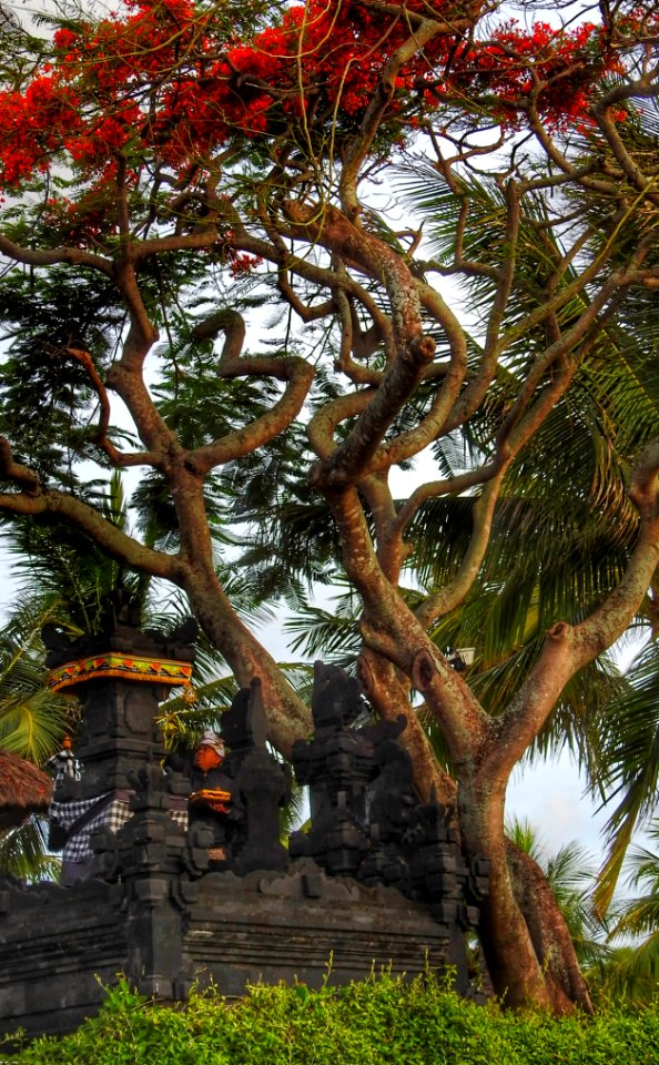 Tree and Temple