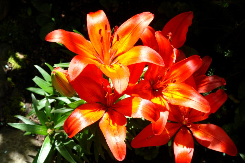 Plant garden orange blossom