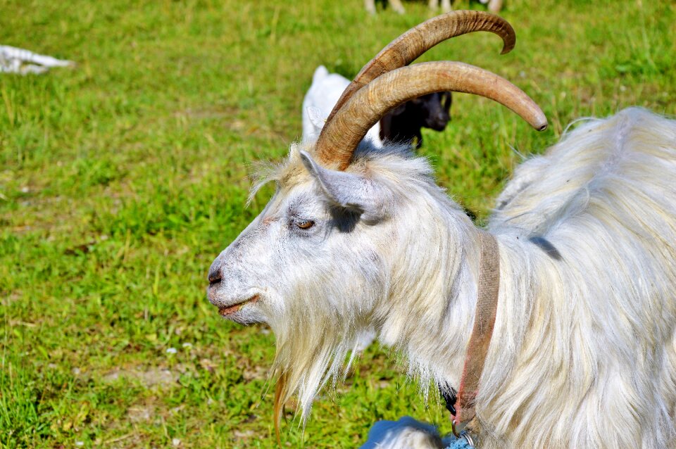 Goatee goat's head goat buck