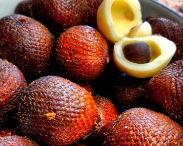 Indonesian Salak Fruit photo