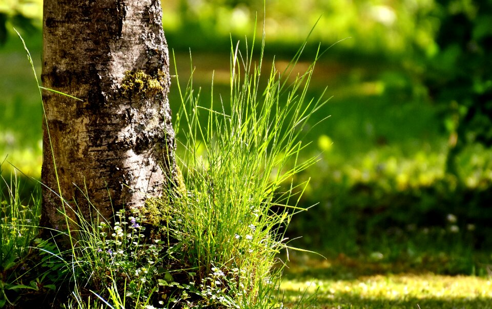 Nature grasses meadow