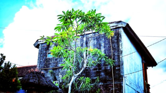 Flickr Will Autotag w/ Building and Tree