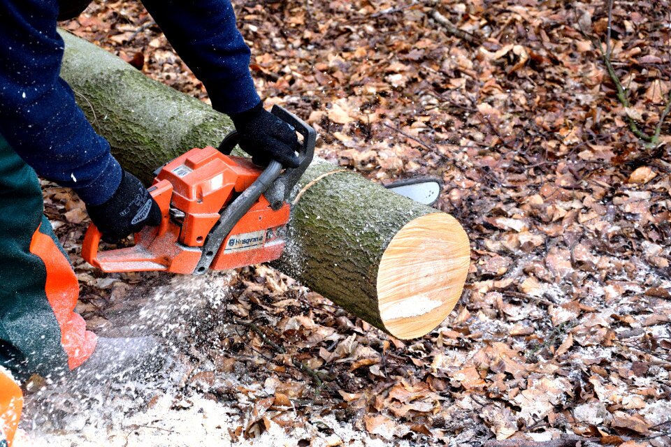 Woodworks tree trunks lumber