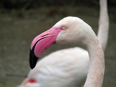 Exotic pink flamingo water bird photo