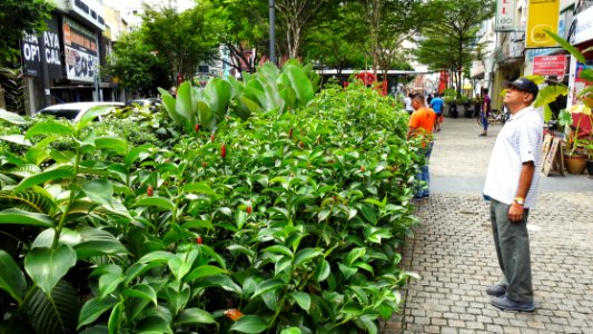 City Greenery