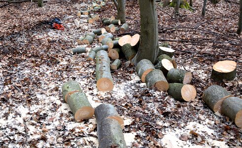 Woodworks tree trunks lumber