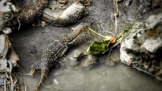 One-Meter (Baby) Lizard