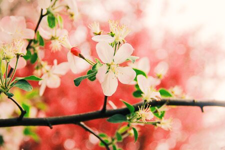 Flower close-range photogrammetry spring