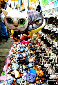 Putting Money into Cats