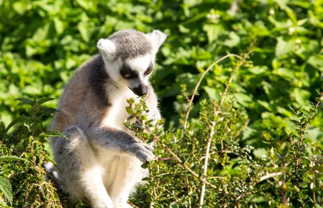 Wildlife animal nature