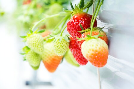 Fruit stem fresh