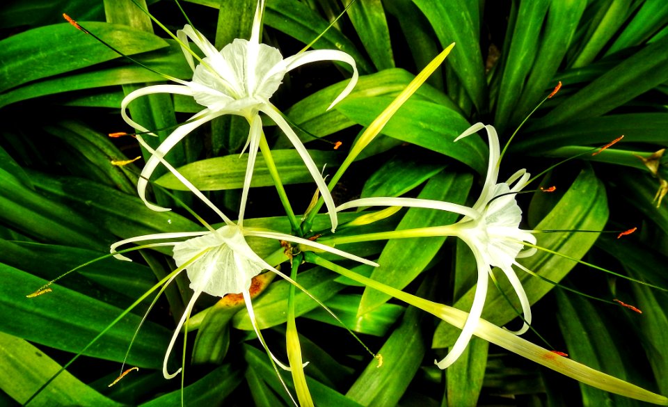 Flowers But I'm No Expert