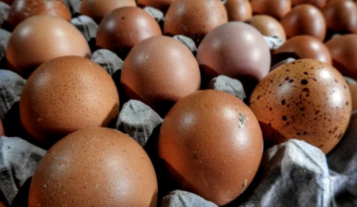 Eggcellant