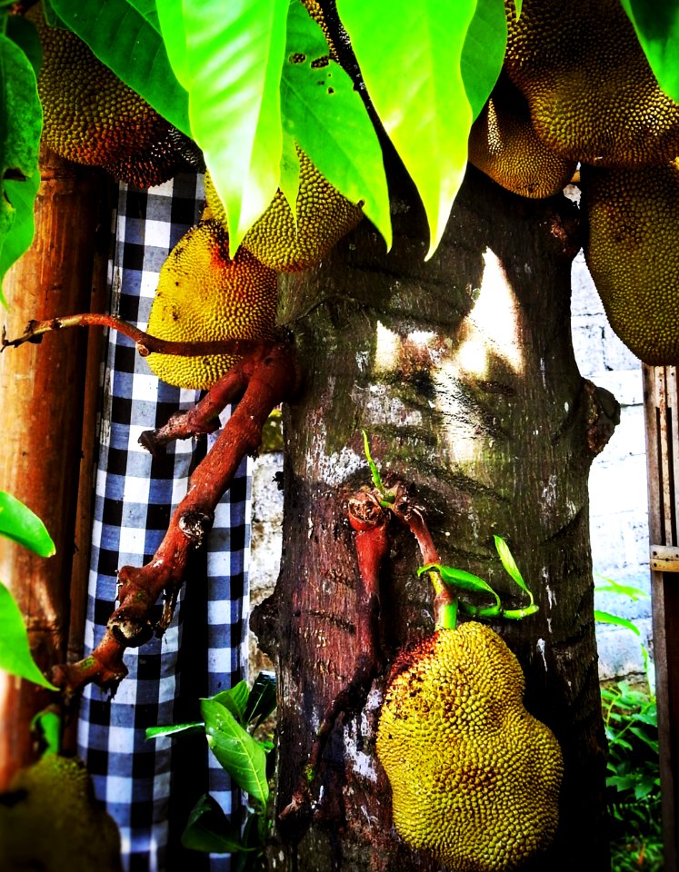 Jackfruit Tree photo