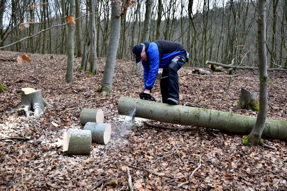 Woodworks tree trunks lumber