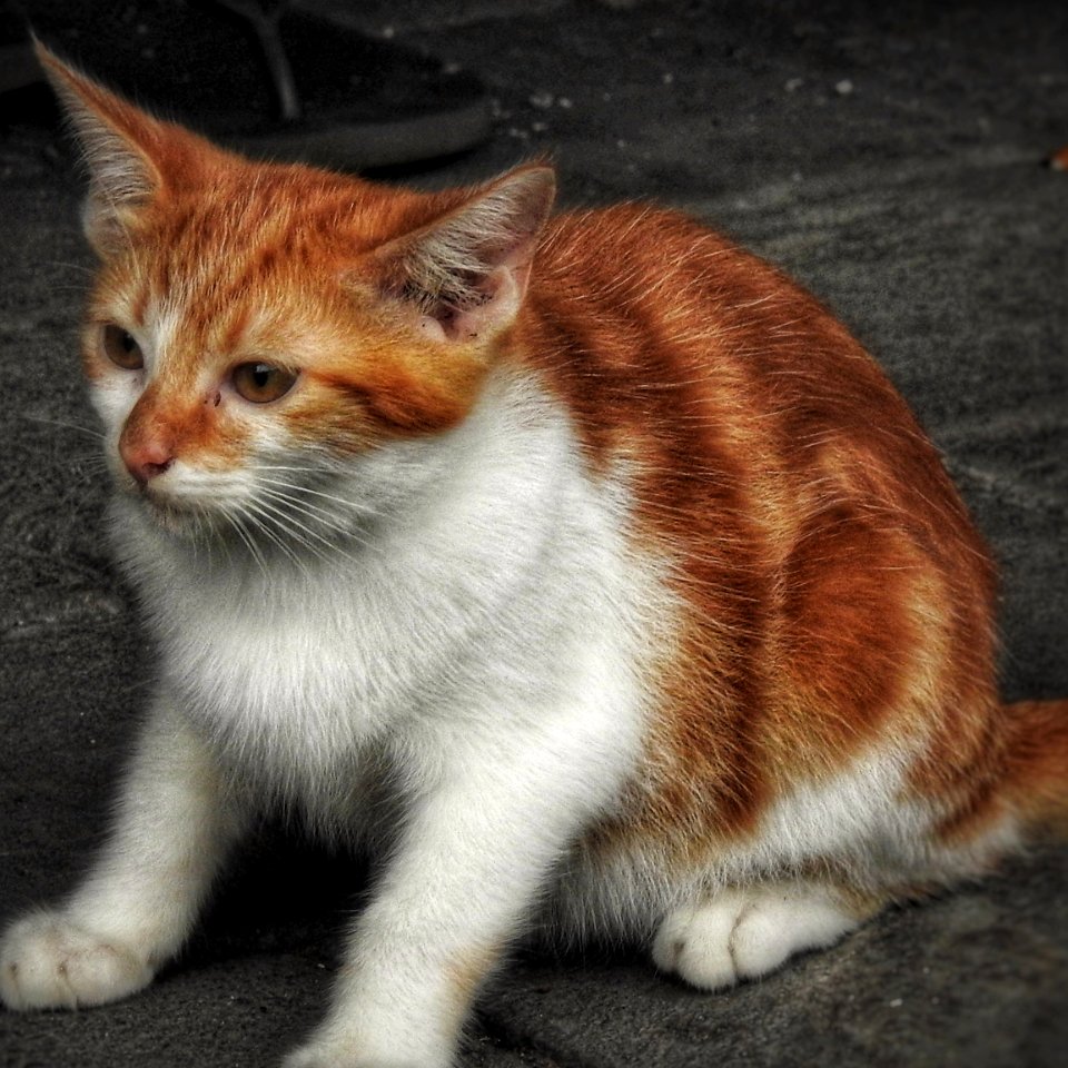 Just 'cause the Internet can never have too many cats.